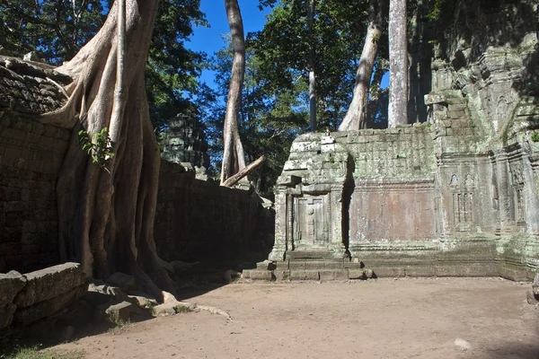 Ruínas do antigo templo Angkor Ta Phrom — Fotografia de Stock