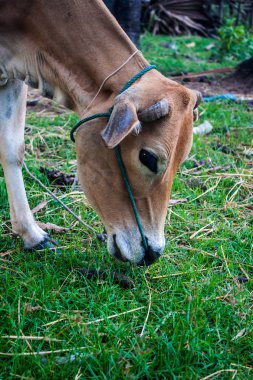 krowa w don det island