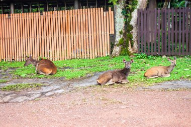 khao yai Milli Parkı geyik