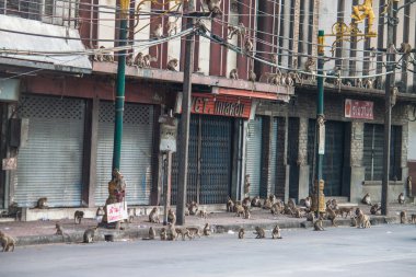 sokak maymunları dolu