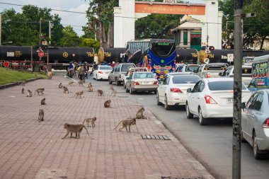 lopburi maymunlar