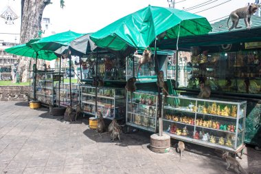 lopburi maymunlar