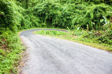 orman yolu