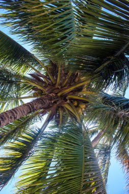 Hindistan cevizi hurma