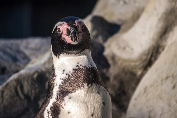 ペルーのペンギン — ストック写真