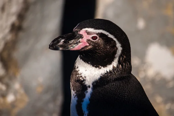 ペルーのペンギン — ストック写真