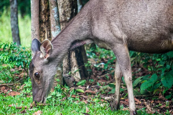 Ciervo en el Parque Nacional Khao Yai —  Fotos de Stock