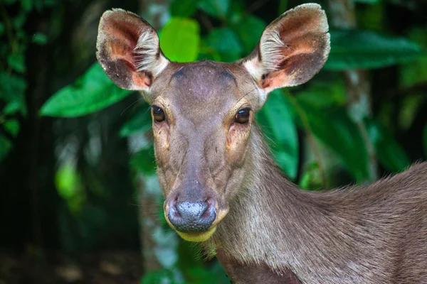 Cerf au parc national de Khao Yai — Photo