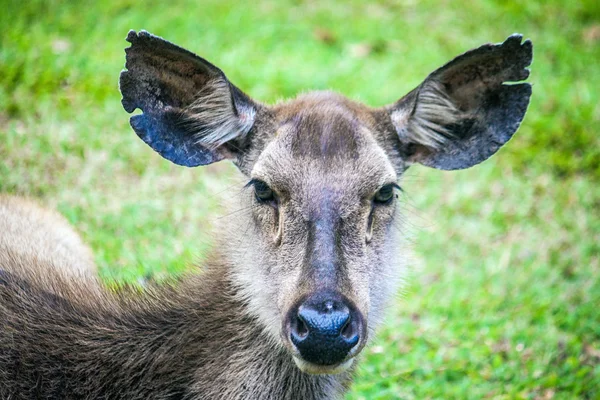 Ciervo en el Parque Nacional Khao Yai —  Fotos de Stock