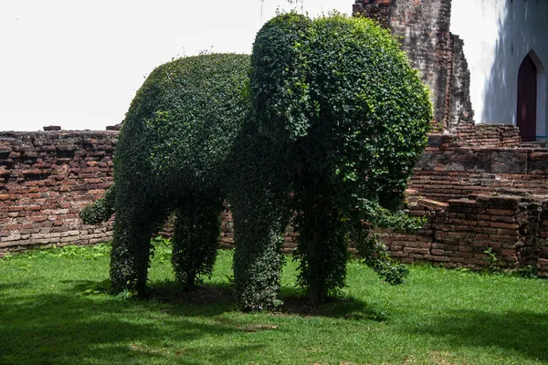 Elefant formad buske — Stockfoto