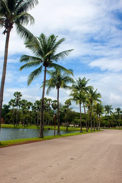 Palmen im historischen Park von Sukhothai — Stockfoto