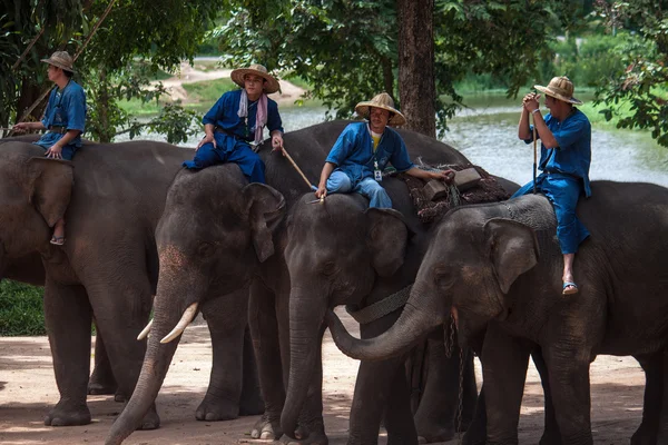 Mahouts ride on elephants — Stock Photo, Image