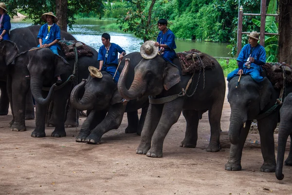 Mahouts ride on elephants — Stock Photo, Image