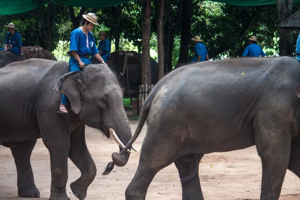 Mahouts ride on elephants — Stock Photo, Image