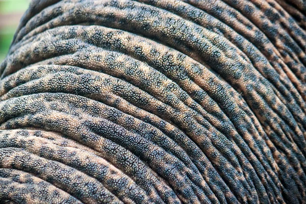 Detail of an elephant's trunk — Stock Photo, Image