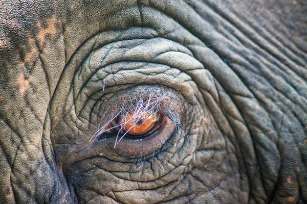 Detalhe do olho de um elefante — Fotografia de Stock