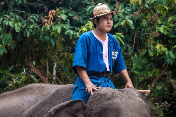 Mahout monta um elefante — Fotografia de Stock