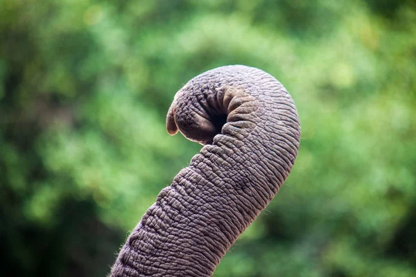 Detail aus dem Rüssel eines Elefanten — Stockfoto