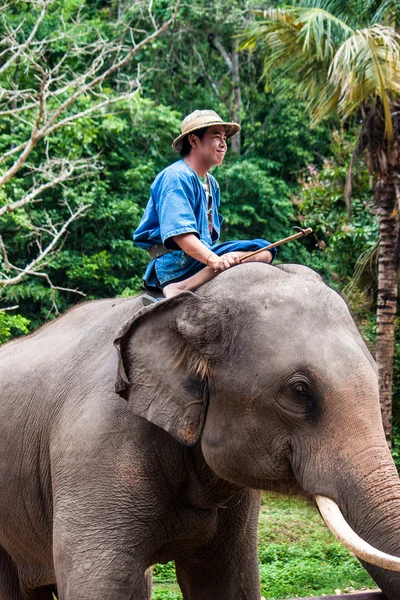 Mahout rides an elephant — Stock Photo, Image