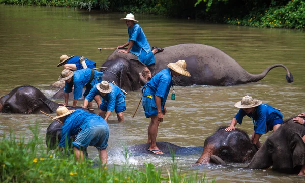Mahouts bath their elephants — Stock Photo, Image