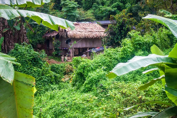 Hus i en jungle - Stock-foto