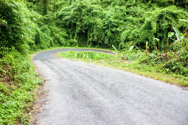 Strada della giungla — Foto Stock