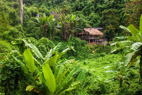 Maison dans une jungle — Photo