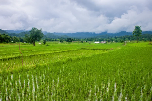 Paddy fields — Stock Photo, Image