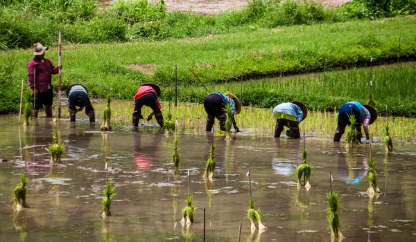 地元の人が田植え — ストック写真