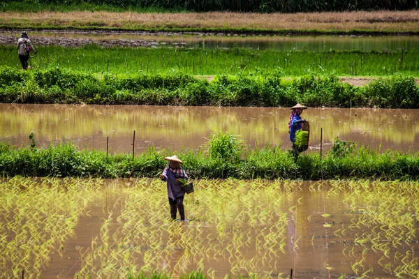 Local people plant a rice — Stock Photo, Image