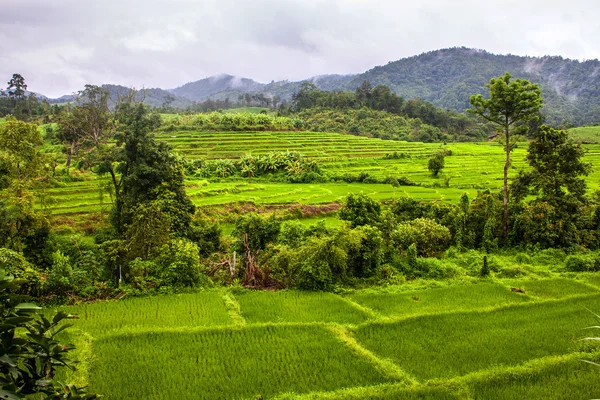 Paddy fields — Stock Photo, Image