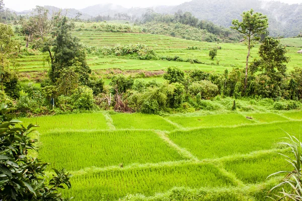 Câmpurile Paddy din nordul Thailandei — Fotografie, imagine de stoc