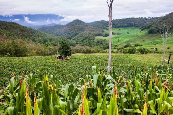 Campos de milho — Fotografia de Stock