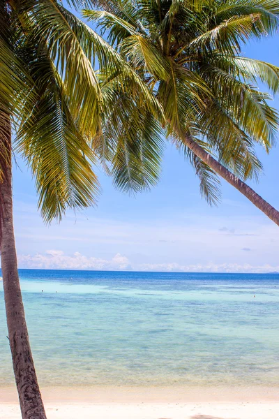 在哈德姚海滩的棕榈树 — 图库照片