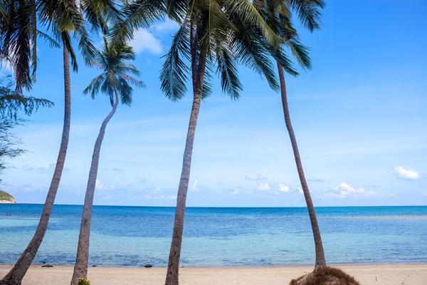 Palms on Haad Khom beach — Stock Photo, Image