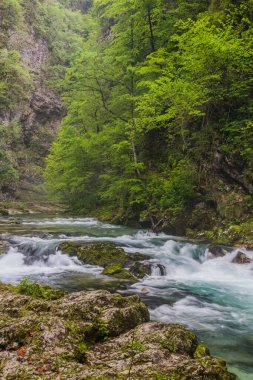 Slovenya, Bled yakınlarındaki Vintgar vadisinde Radovna Nehri