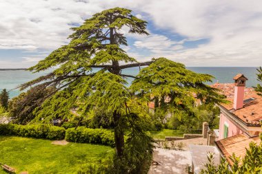 Ağaç ve Piran kasaba manzarası, Slovenya
