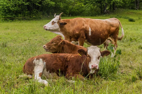 Cows Pasture Bled Slovenia — стокове фото