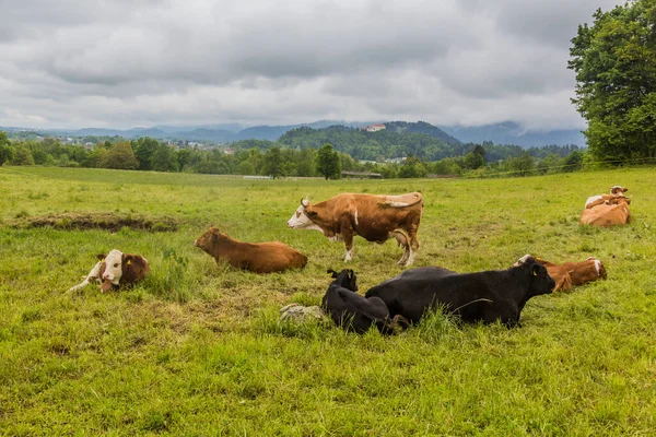 Cows Pasture Bled Slovenia — Fotografia de Stock