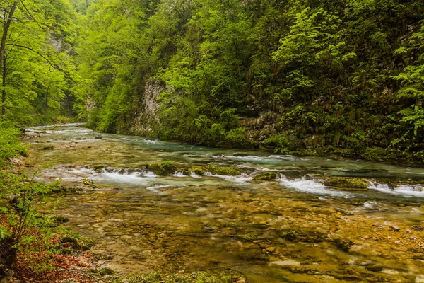 River Radovna Vintgar Gorge Bled Slovenia — Stock Photo, Image