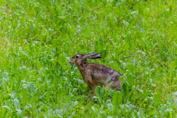 Hare Äng Nära Tolmin Slovenien — Stockfoto