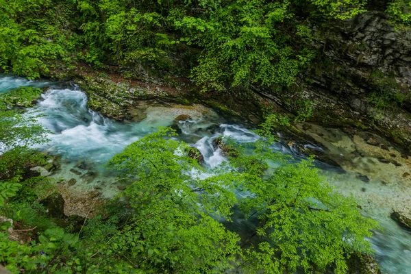 Río Radovna Garganta Vintgar Cerca Bled Eslovenia —  Fotos de Stock
