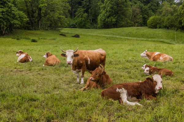 スロベニアのBled近くの牧草地で牛 — ストック写真