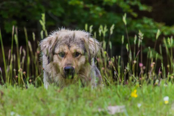 Dog Meadow Lovcen National Park Montenegro — Stockfoto