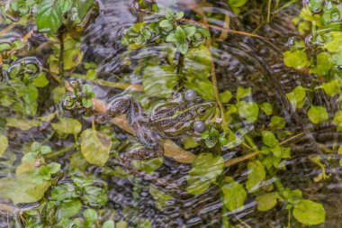 Water frog in Krka national park, Croatia