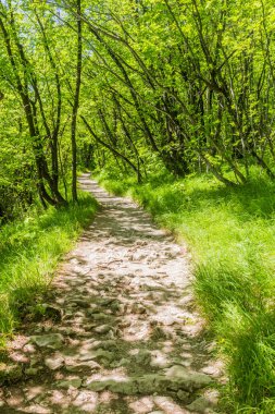 Hiking path in Plitvice Lakes National Park, Croatia