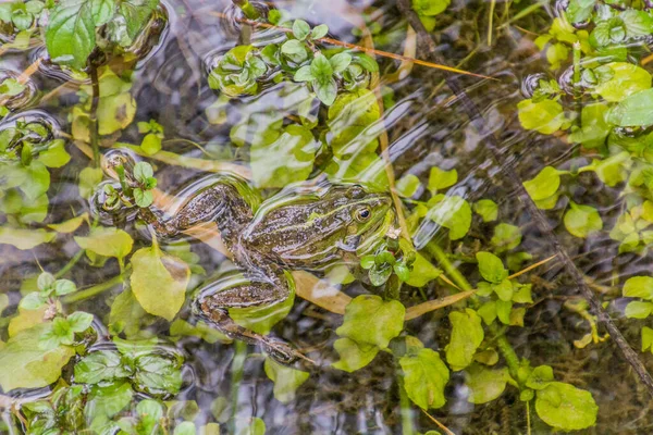 クロアチアのクルカ国立公園の水カエル — ストック写真