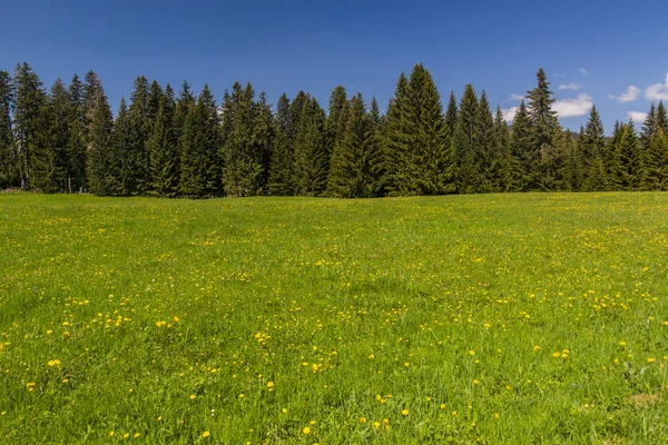 Meadow Zabljak Village Montenegro — 스톡 사진