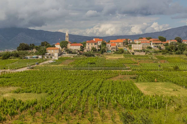 Vineyards Lumbarda Village Korcula Island Croatia —  Fotos de Stock