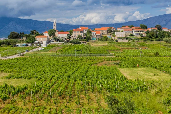 Vineyards Lumbarda Village Korcula Island Croatia — стоковое фото